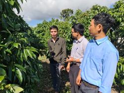 Thu tiền tỷ từ trồng vải