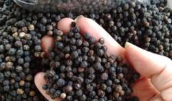 Giá tiêu hôm nay 17/2: Tăng lên mức 87.000 đ/kg