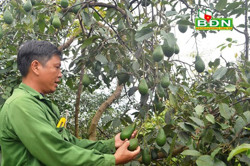 Xây dựng thương hiệu bơ núi lửa Nâm Kar