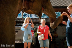 Bao giờ chấm dứt du lịch cưỡi voi?