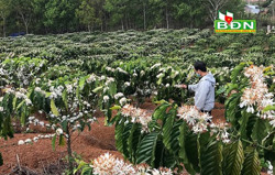 Chi phí sản xuất tăng, nông dân tìm cách xoay xở