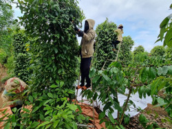 Nông dân Ea H’leo khấp khởi mừng vì giá tiêu tăng cao