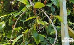 Giá tiêu hôm nay 23/2: Dự báo giá hồ tiêu sẽ tăng lên mức 120.000 đ/kg