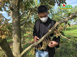 Ðề phòng tác hại do mưa trái mùa