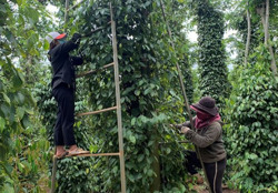 Khan hiếm nhân công hái hồ tiêu