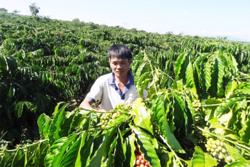 Cà phê sáng cửa nhờ giá xuất khẩu tăng