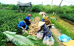 Giải quyết tình trạng được mùa, mất giá