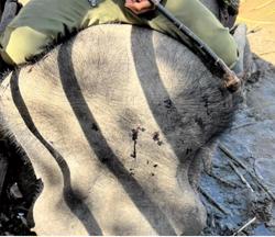 Voi bị thương vẫn bắt cõng du khách, trung tâm du lịch... rút kinh nghiệm!