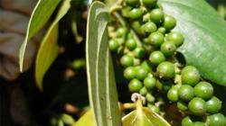 Giá tiêu hôm nay 25/2: Thị trường hồ tiêu tăng trở lại