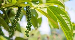 Giá tiêu hôm nay 26/2: Xuất khẩu hồ tiêu giảm mạnh