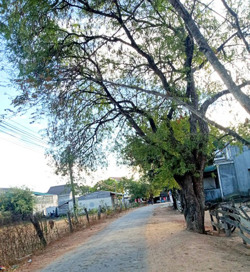 Những cây me cổ thụ ở buôn Yang Lành