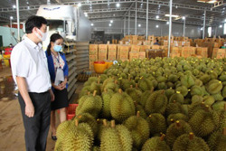 Krông Pắc mở đường cho nông sản vươn xa