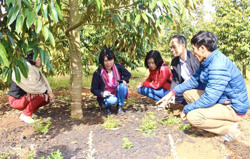 Hiệu quả từ làm phân bón bằng phế phẩm nông nghiệp