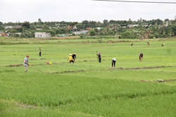 Nhộn nhịp khí thế lao động đầu Xuân