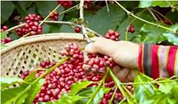 Giá cà phê hôm nay 8/2: Thị trường tăng nhẹ