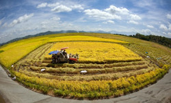 Mùa vàng bên dòng xanh