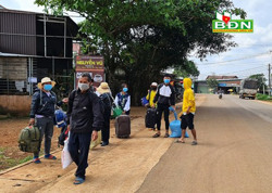 Vùng hồ tiêu chủ động ứng phó với Covid-19