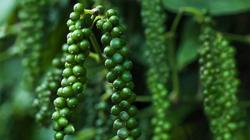 Giá tiêu hôm nay 1/3: Giảm mạnh 1.000 - 1.500 đ/kg