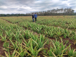 Triển vọng mô hình liên kết trồng cây nha đam