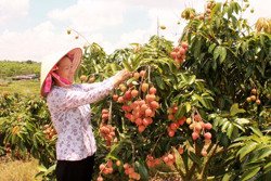 "Khơi dòng” cho nông dân làm giàu