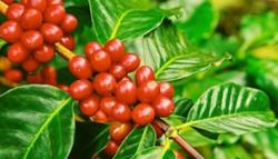 Giá cà phê hôm nay 10/3: Tăng mạnh lên mức 41.000 đ/kg