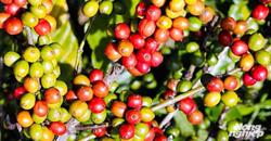 Giá cà phê hôm nay 26/2: Hồi phục sau chiến sự giữa Nga và Ukraine