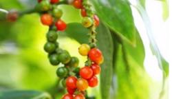 Giá tiêu hôm nay 11/3: Việt Nam tăng cường nhập khẩu hồ tiêu