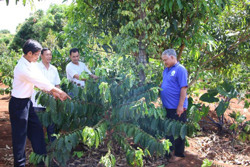 “Trẻ hóa” vườn cà phê ở huyện Krông Búk