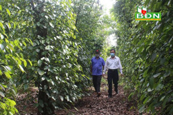 Tiêu thụ nông sản - vẫn còn nhiều "nút thắt"