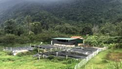 Tiềm năng phát triển cá nước lạnh quanh dãy Chư Yang Sin