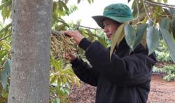 Đa dạng nguồn thu nhờ canh tác cà phê cảnh quan VnSAT