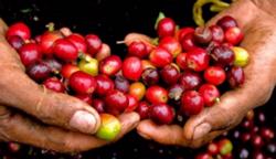 Giá cà phê hôm nay 12/3: Trong nước tiếp tục đi ngang