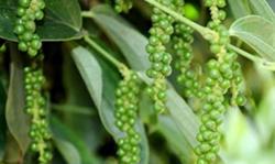 Giá tiêu hôm nay 12/3: Giảm nhẹ ở vài nơi