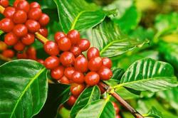 Giá cà phê hôm nay 15/3: Tăng lên ngưỡng 41.000 đ/kg