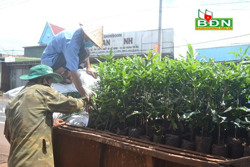 Bài toán để cây mắc ca không... mắc cạn