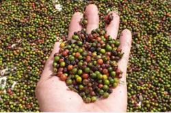 Giá tiêu hôm nay 15/3: Tăng nhẹ 500 - 1.000 d/kg