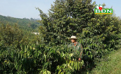 Thu 500 triệu đồng từ sản xuất nông lâm kết hợp