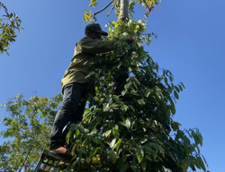 Xã Ea Tar (huyện Cư M’gar): Năng suất hồ tiêu giảm mạnh