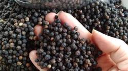 Giá tiêu hôm nay 16/3: Cao nhất ở mức 81.000 đ/kg