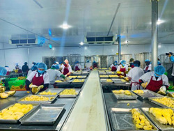 Phát triển thương hiệu sầu riêng Krông Pắc