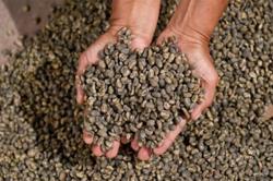 Giá cà phê hôm nay 17/3: Tăng lên mức 41.100 đ/kg