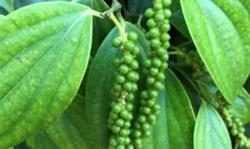 Giá tiêu hôm nay 17/3: Hồ tiêu Tây Nguyên mất mùa vì thời tiết