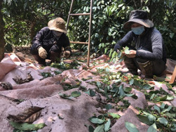 Thu hoạch hồ tiêu ở Cư M'gar: Không lo nhân công, nhưng buồn năng suất