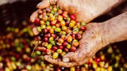 Giá cà phê hôm nay 19/3: Tăng lên mức 41.800 đ/kg