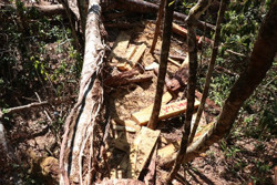 Điều tra vụ việc 11 cây pơ mu bị khai thác trái phép