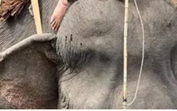 Vụ voi bị hành hạ, cõng khách du lịch: UBND tỉnh Đắk Lắk chỉ đạo sớm dẹp bỏ cưỡi voi