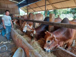 Năng động làm giàu từ mô hình kinh tế tổng hợp