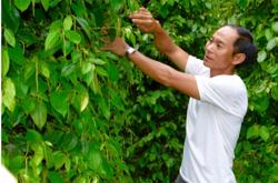 'Nguyên tắc vàng' trong sản xuất nông nghiệp