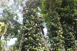 Mưu sinh trên ngọn hồ tiêu