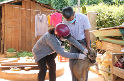 Phòng ngừa và loại bỏ bệnh dại khỏi đời sống cộng đồng